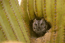 Western screech owl (Megascops kennicotti) in Saguaro cactus cavity Arizona USA, Sonoran Desert.