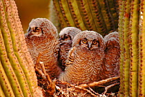 Great horned owl young in nest in Sagauro cactus, Sonoran Desert, Arizona, USA