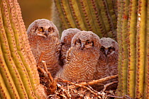 Great horned owls (Bubo virginianus), young in nest, Arizona, USA Sonoran Desert. Nest in Saguaro cactus