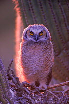 Great horned owl (Bubo virginianus), young in nest Arizona, USA Sonoran Desert. Nest in Saguaro cactus