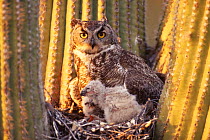 Great horned owl (Bubo virginianus) adult with chicks in nest Arizona, USA Sonoran Desert. Nest in saguaro cactus