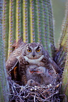 Great horned owl (Bubo virginianus), adult & young in nest Arizona, USA Sonoran Desert. Nest in Saguaro cactus
