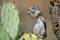 Harris' antelope squirrel (Ammospermophilus harrisii) Sitting on cactus & eating USA Arizona, Sonoran Desert.