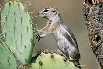 Harris antelope squirrel (Ammospermophilus harrisii) on cactus, Sonoran Desert, Arizona, USA