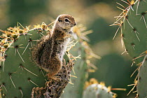Harris antelope squirrel (Ammospermophilus harrisii) on cactus, Sonoran Desert, Arizona