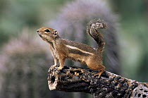 Harris' antelope squirrel (Ammospermophilus harrisii) Sonoran Desert, Arizona