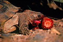 Desert tortoise (Gopherus agassizi) eating fruit Arizona, USA Sonoran Desert. Eating prickly pear cactus fruit.