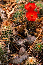 Twin spotted rattlesnake (Crotalus pricei) Arizona, USA Sheltering among cacti