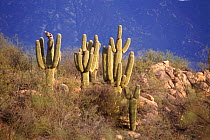 Saguaro cactus (Carnegiea gigantea), Sonoran Desert Arizona USA