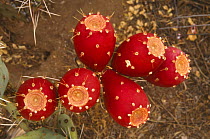Prickly pear cactus fruit (Opuntia sp.) Sonoran Desert, Arizona USA.