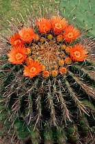 Barrel cactus (Ferocactus sp) in flower, Arizona USA