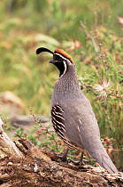 Gambel's quail {Callipepla gambelii} adult male, Arizona, Sonoran Desert, USA.