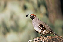 Gambel's quail {Callipepla gambelii} adult male, Sonoran Desert, Arizona, USA.
