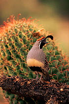 Gambel's quail (Callipepla gambelii) adult male in spring Arizona USA Sonoran Desert
