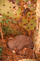 Gambel's quail (Callipepla gambelii) female & chicks Arizona USA Sonoran Desert