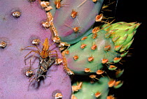 Green lynx spider (Peucetia viridans) with prey Arizona USA Sonoran Desert. On prickly pear cactus.