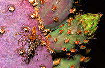 Green lynx spider with prey on Prickly pear cactus, Arizona USA Sonoran Desert.