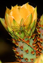 Green lynx spider (Peucetia viridans) Arizona USA Sonoran Desert. On prickly pear cactus flower.