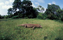 Komodo dragon on Komodo Island (Varanus komodoensis) Indonesia