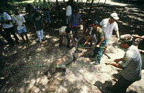 Komodo dragon captured for research (Varanus komodoensis) Komodo Island, Indonesia