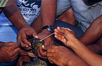 Komodo dragon captured for research (Varanus komodoensis) Komodo Island, Indonesia