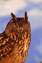 Eagle owl (Bubo bubo) USA C
