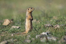 Long-tailed souslik.  (Spermophillus undulatus) Grassland, Mongolia