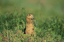 Long-tailed souslik  (Spermophillus undulatus) Grassland, Mongolia