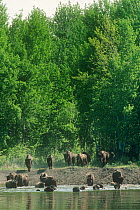 Wood bison (Bison bison athabascae) entering water, Wood Buffalo NP, Alberta, Canada