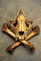 Tiger {Panthera tigris} skull and bones taken from illegal trade, India
