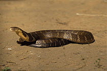 King cobra {Ophiophagus hannah} captive