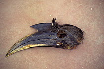 Dead Indian grey hornbill head (Ocyceros birostris) taken for medicinal trade. India