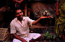 Moustached parakeets (Psittacula alexandri) for sale Calcutta India