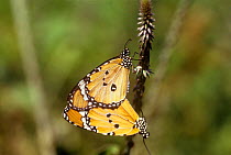 Plain tiger butterfly (Danaus chrysippus) mating pair, New Delhi, India