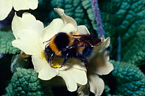 Small garden bumble bee (Bombus hortorum) queen on primrose flower (Primula vulgaris) UK