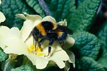 Small garden bumble bee (Bombus hortorum) on Primrose flower (Primula vulgaris) UK