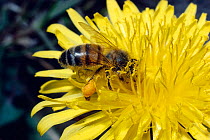 Honeybee collects pollen from dandelion (Apis mellifora) UK