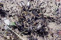 Male solitary bees in mating ball around single female (Colletes cunicularis celticus) UK