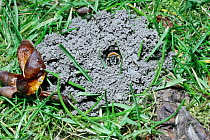 Solitary bee in nest hole on lawn (Andrena nigroaenea) UK.