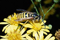 Tree wasp (Vespula sylvestris) on Ragwort (Senecio sp) UK.