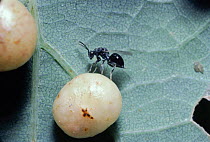 Wasp (Eurytoma brunniventris) ovipositing / laying egg into Oak gall (Diplolepis divisa). When the egg hatches it parasitises the larva inside the gall