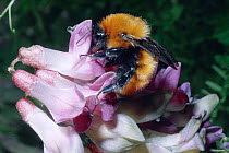 Bumble bee (Bombus dahlbomii) on legume flower. Southern beech, forest, Argentina, South America