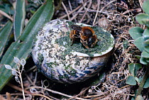 Dune snail bee {Osmia aurulenta} seals empty shell {Helix aspera} with leaf mastic for nest. UK