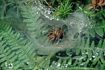 Funnelweb spiders mating in web, UK