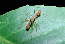 Jumping spider (Myrmarachne plateleoides) mimics weaver ant (Oecophylla smaragdina) Nepal