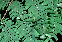 Lynx spider camouflaged on leaf (Peucetia madagascariensis) Madagascar.