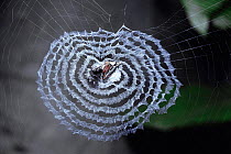 Decoy spider female camouflaged in web (Cyclosa insulana) Sumatra