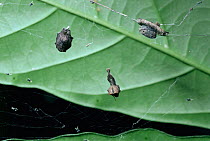 Uloborus lugubris spider (bottom) mimics leaf in web with egg sac (top left) Sulawesi