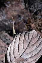 Miagrammopes species spider mimics leaf on single line web. Sulawesi