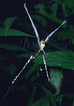 Multi coloured orb weaver spider (Argiope versicolor) - large female with two smaller resident males in web. Sumatra